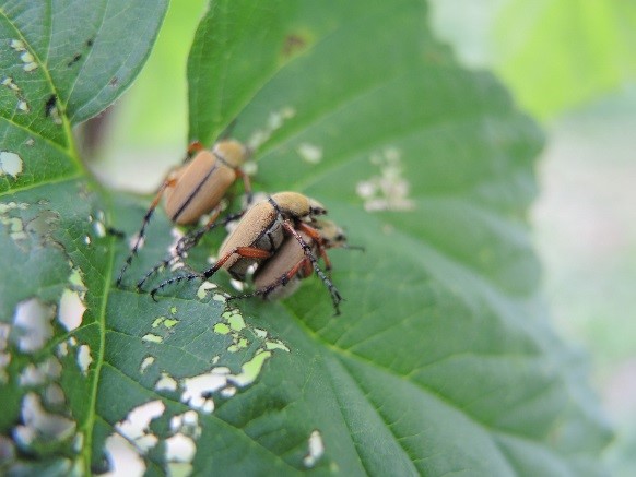 Rose chafer